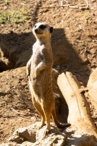 Suricate